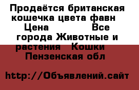 Продаётся британская кошечка цвета фавн › Цена ­ 10 000 - Все города Животные и растения » Кошки   . Пензенская обл.